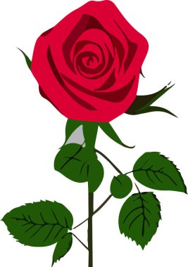 Beyaz arka plandaki güzel çiçek gül, çiçek, vektör