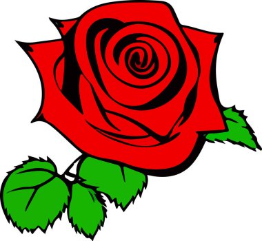 Beyaz arka plandaki güzel çiçek gül, çiçek, vektör