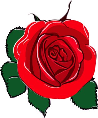 Beyaz arka plandaki güzel çiçek gül, çiçek, vektör