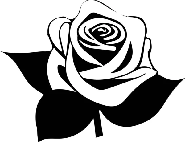 Hermosa Flor Sobre Fondo Blanco Rosa Flor Vector — Vector de stock