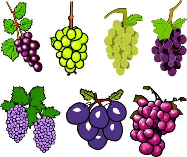 Beyaz arka planda üzümler. Vektör illüstrasyonu.