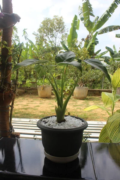 Närbild Vacker Alocasia Cucullata Växt Kruka Bra För Prydnadsväxter Huset — Stockfoto