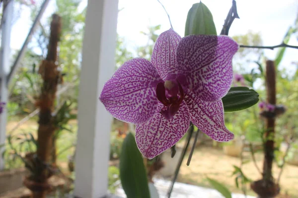 Bahçedeki pembe Doritaenopsis (phalaenopsis) orkidelerinin seçici odağı. Geçmişi bulanık. Doğal arkaplan kullanımı. 