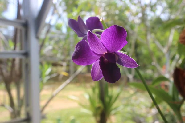 庭の美しい紫色のララット蘭の花のクローズアップ ラテン語名Dendrobium Bigibbum — ストック写真