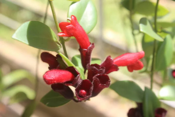 Bahçedeki güzel kırmızı aeschynanthus çiçeklerine yakın plan bulanık arka plan. Latince adı Aeschynanthus Poulcher. Aeschynanthus ruj ev bitkileri evde. Doğa geçmişi için kullanılır..