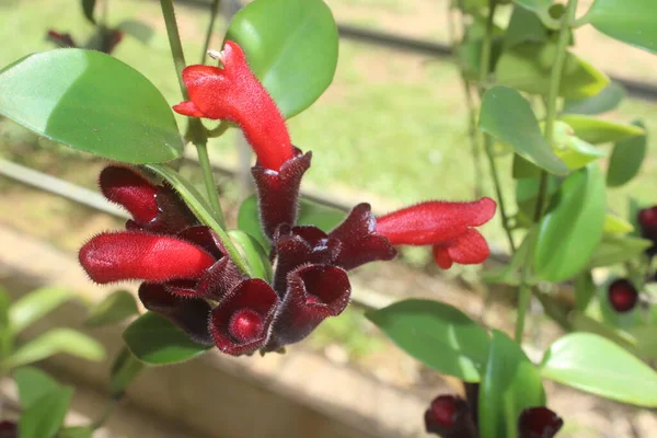 Bahçedeki Güzel Kırmızı Aeschynanthus Çiçeklerine Yakın Plan Bulanık Arka Plan — Stok fotoğraf