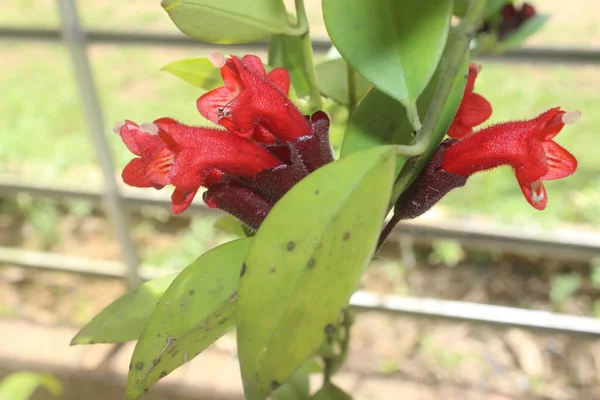 Bahçedeki Güzel Kırmızı Aeschynanthus Çiçeklerine Yakın Plan Bulanık Arka Plan — Stok fotoğraf