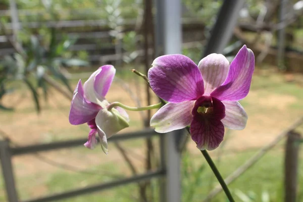 Primer Plano Hermosa Orquídea Larat Dendrobium Jardín Con Nombre Latino — Foto de Stock