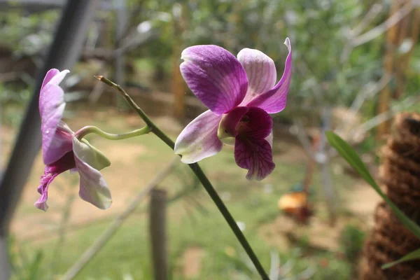 Primer Plano Hermosas Flores Orquídea Larat Púrpura Jardín Con Nombre — Foto de Stock