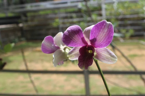 Detailní Záběr Krásné Dendrobium Larat Orchideje Zahradě Latinským Názvem Dendrobium — Stock fotografie