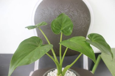 Bir tencerede güzel bir alocasia cucullata bitkisinin yakın çekimi. Evdeki süs bitkilerine iyi gelir..