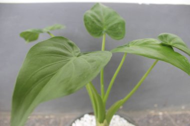 Bir tencerede güzel bir alocasia cucullata bitkisinin yakın çekimi. Evdeki süs bitkilerine iyi gelir..