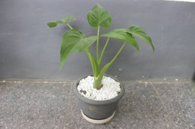 Bir tencerede güzel bir alocasia cucullata bitkisinin yakın çekimi. Evdeki süs bitkilerine iyi gelir..