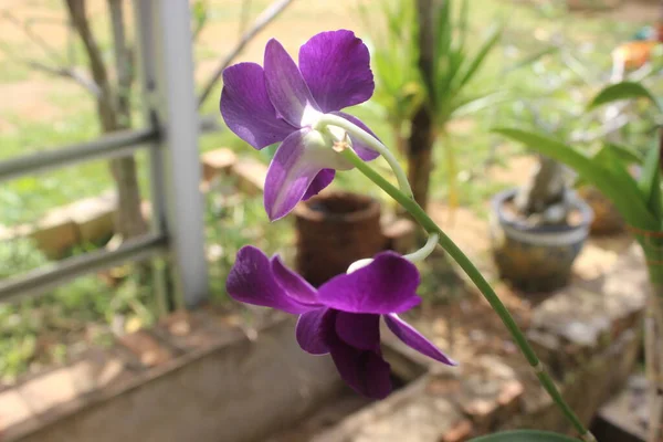 庭の美しい紫色のララット蘭の花のクローズアップ ラテン語名Dendrobium Bigibbum — ストック写真