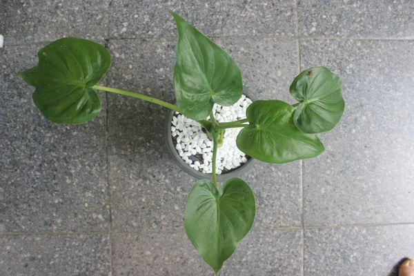 Aproape Plantă Frumoasă Alocasia Cucullata Într Oală Bun Pentru Plantele — Fotografie, imagine de stoc