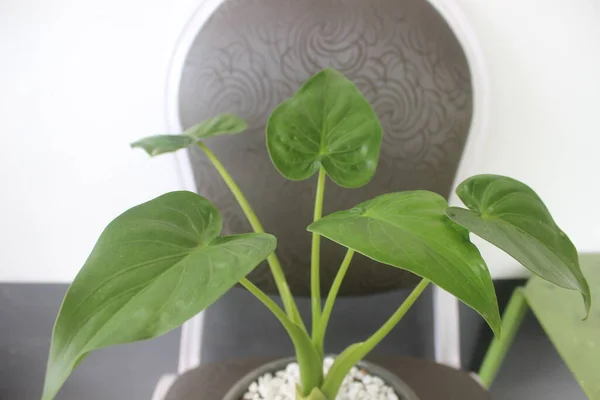 Bir tencerede güzel bir alocasia cucullata bitkisinin yakın çekimi. Evdeki süs bitkilerine iyi gelir..