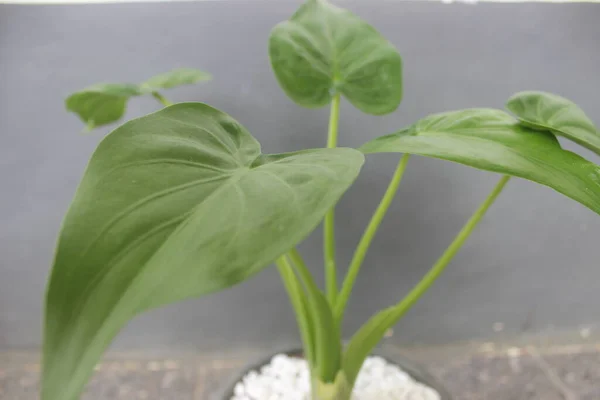 Bir tencerede güzel bir alocasia cucullata bitkisinin yakın çekimi. Evdeki süs bitkilerine iyi gelir..