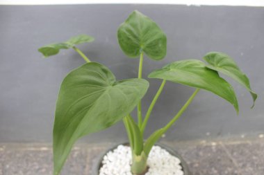 Bir tencerede güzel bir alocasia cucullata bitkisinin yakın çekimi. Evdeki süs bitkilerine iyi gelir..