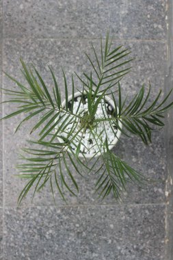 Tencerede güzel bir Anka kuşu palmiyesi bonsai 'nin yakın çekimi. Bilimsel adı Phoenix Roeblenii. Evdeki süs bitkilerine iyi gelir..