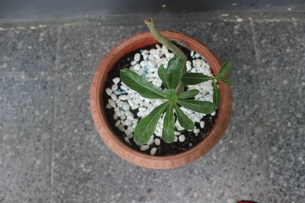 Close Van Japanse Frangipani Bonsai Sierplant Pot Wetenschappelijke Naam Adenium — Stockfoto
