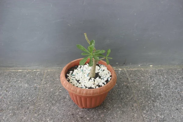 Japon frangipani bonsai süs bitkisinin yakın çekimi. Bilimsel adı adenyum obesum. Doğa arkaplanı için kullanılır.