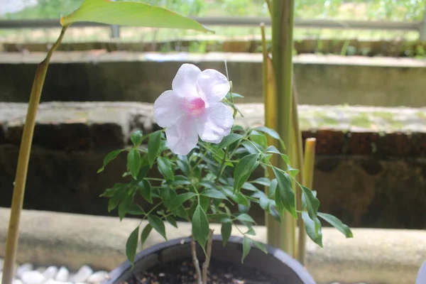 背景がぼやけて庭の美しいピンクの茶色いつるの花のクローズアップ ラテン語名はPandorea Jasminoides 自然の背景に使われる — ストック写真