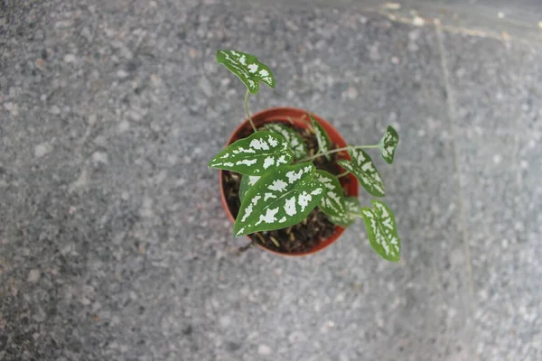Nahaufnahme Einer Mini Perlenkaladiumpflanze Einem Topf Auf Verschwommenem Hintergrund Zierpflanzen — Stockfoto