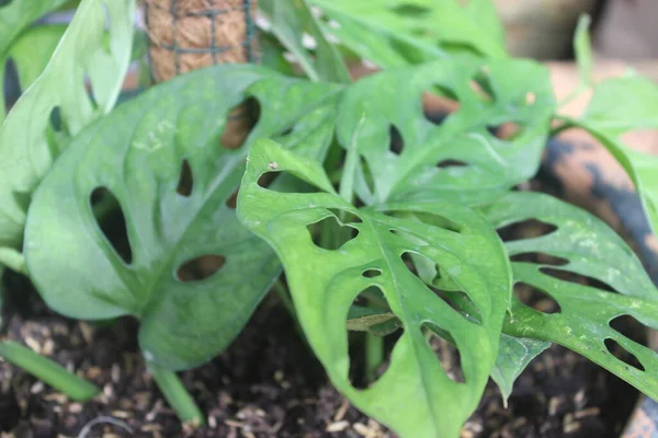 美しい未亡人のクローズアップは ぼやけた背景に植物を穿孔しました 屋外の観賞用植物に使用 — ストック写真