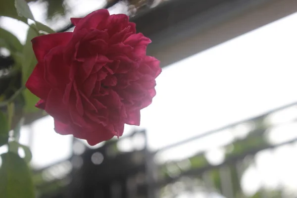 Bahçedeki güzel pembe güllerin yakın plan görüntüsü bulanık arka planda. Latince adı Rosa chinensis.