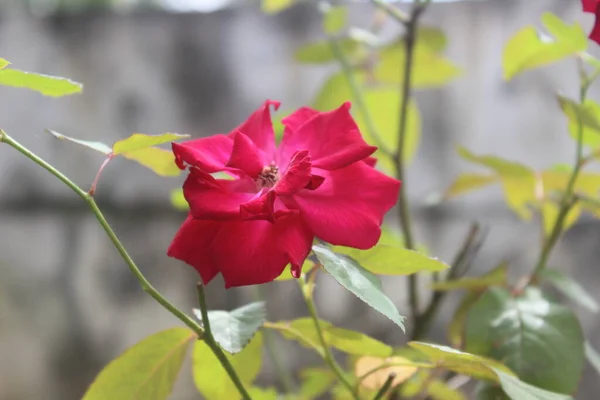 Крупный План Красивых Красных Роз Саду Размытом Фоне Латинское Имя — стоковое фото