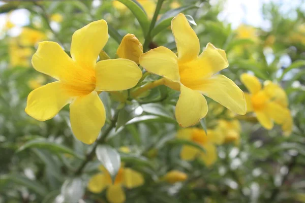 Bahçedeki güzel Allamanda Cathartica çiçeğine yaklaş. Bu çiçeğe ayrıca altın trompet çiçeği, sarı çan çiçeği ya da düğün çiçeği de denir. Genellikle dışarıdaki süs bitkilerinde kullanılır..