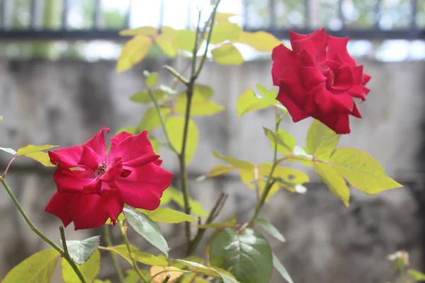 Крупный План Красивых Красных Роз Саду Размытом Фоне Латинское Имя — стоковое фото