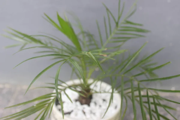 Primer Plano Hermoso Fénix Bonsái Palma Una Olla Nombre Científico — Foto de Stock