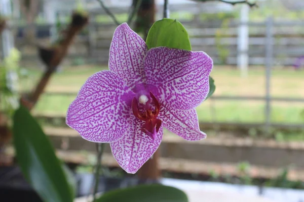 Enfoque Selectivo Orquídeas Doritaenopsis Phalaenopsis Rosadas Jardín Con Fondo Borroso —  Fotos de Stock