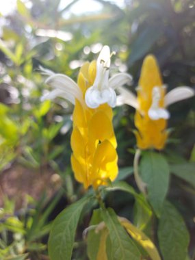 Bahçedeki bulanık arka planda güzel pachystachy lutea çiçeklerinin yakın çekimi. Bahçedeki süs bitkileri. Doğa geçmişi için kullanılır..