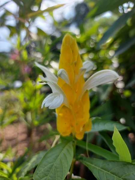 Bahçedeki Bulanık Arka Planda Güzel Pachystachy Lutea Çiçeklerinin Yakın Çekimi — Stok fotoğraf