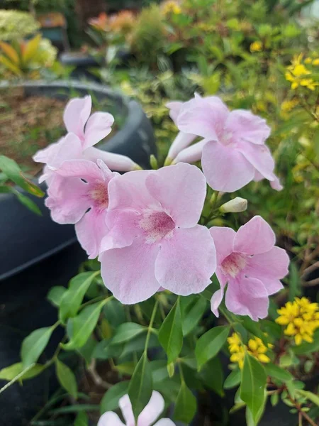 Bahçedeki güzel pembe çardaklı sarmaşık çiçeklerinin yakın çekimi bulanık arka planda. Latince adı Pandorea jasminoides. Doğa geçmişi için kullanılır..