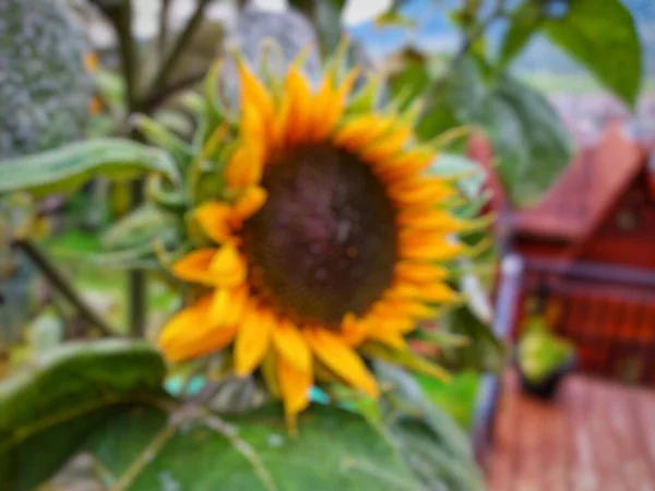 花园中向日葵的失焦照片 模糊的自然景观背景 — 图库照片