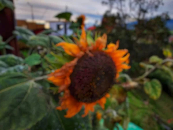 Bahçedeki ayçiçeklerinin odak dışı fotoğrafı. Bulanık doğal manzara arkaplanı.
