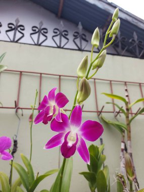 Bahçedeki güzel dendrobium bigibbum orkide çiçeğinin bulanık arkaplandaki seçici odak görünümü.