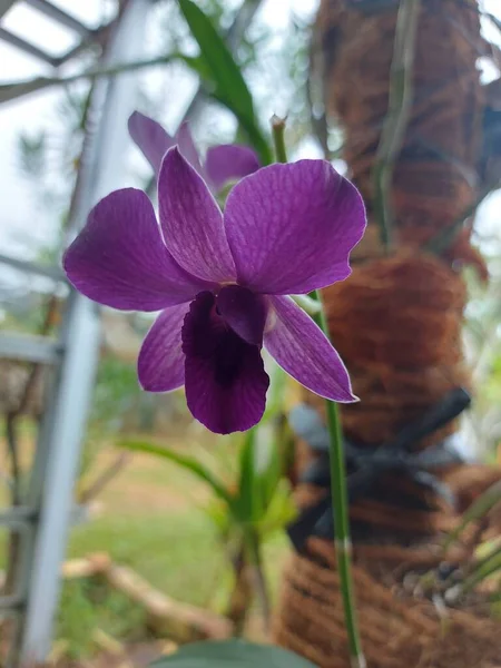 Enfoque Selectivo Hermosas Flores Orquídea Larat Púrpura Jardín Con Nombre —  Fotos de Stock