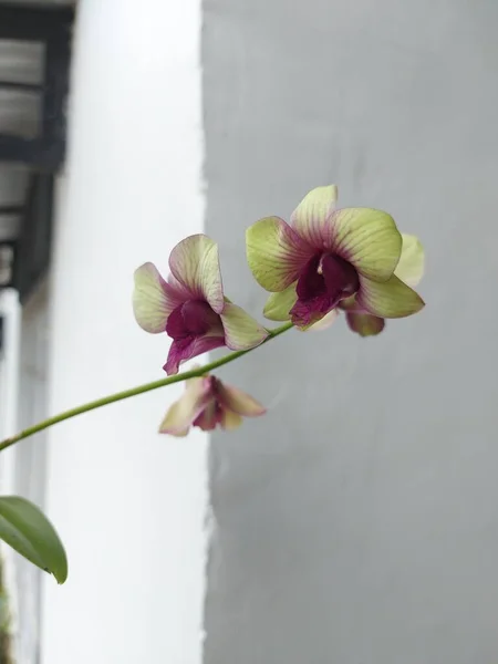 Vista Seletiva Foco Flor Bonita Orquídea Bigibbum Dendrobium Jardim Fundo — Fotografia de Stock