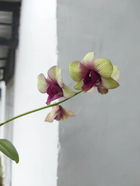 Bahçedeki güzel dendrobium bigibbum orkide çiçeğinin bulanık arkaplandaki seçici odak görünümü.