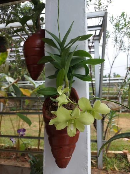 Селективный Вид Прекрасный Дендробиум Бигиббум Орхидеи Цветок Саду Размытом Фоне — стоковое фото