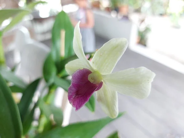 Selektywne Skupienie Się Pięknej Orchidei Dendrobium Kwiat Ogrodzie Rodzina Orchidea — Zdjęcie stockowe