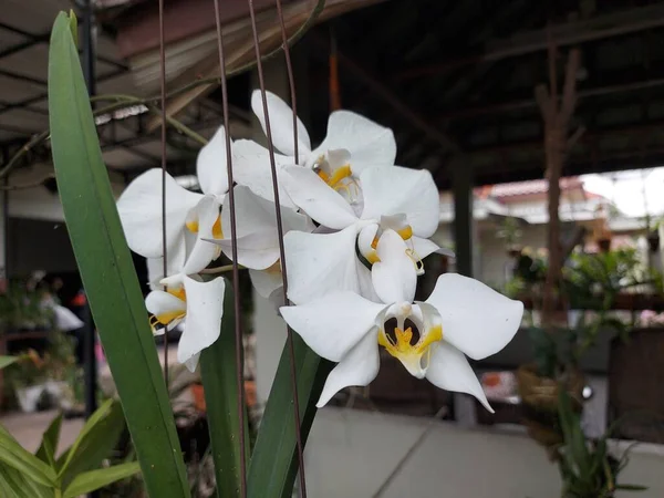 庭に吊るされた白いファラエノピーアブラダイトの月蘭の花の美しい展示 — ストック写真