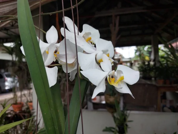 庭に吊るされた白いファラエノピーアブラダイトの月蘭の花の美しい展示 — ストック写真