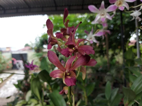 Güzel dendrobium orkidesinin seçici odağı (Dendrobium sp.) Bahçedeki çiçek. Aile: Orkide.