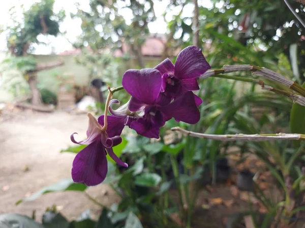 Güzel dendrobium orkidesinin seçici odağı (Dendrobium sp.) Bahçedeki çiçek. Aile: Orkide.