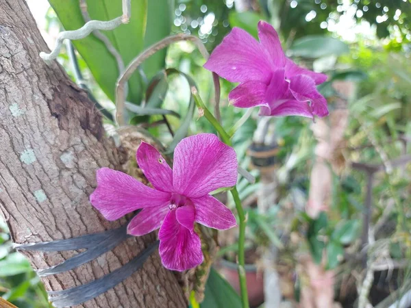 Bahçedeki güzel dendrobium bigibbum orkide çiçeğinin bulanık arkaplandaki seçici odak görünümü.